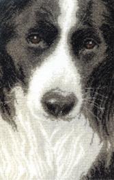 Cross-stitch kit М-257 "Border Collie"