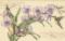 35237 Counted cross stitch kit DIMENSIONS "Orchids & Hummingbird"