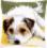 PN-0156600 Vervaco Cross Stitch Cushion "Dog wagging its tail" 