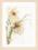 PN-0008014 Counted cross stitch kit LanArte "Orchid"