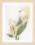 PN-0008015 Counted cross stitch kit LanArte "Calla lily flower"