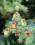 Christmas tree toy cross-stitch kit Т-05 Set of pictures "Christmas toys"