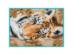 65056 Набор для вышивания крестом DIMENSIONS Beguiling Tiger "Притягательный тигр". Catalog. Kits