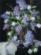 01529 Набор для вышивания гладью DIMENSIONS Lilacs and Lace "Тюльпаны и кружево". Catalog. Kits