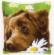 PN-0153855 Набор для вышивания крестом (подушка) Vervaco Chocolate Labrador "Шоколадный лабрадор". Catalog. Kits