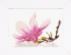 PN-0008162 Набор для вышивки крестом LanArte Magnolia Twig with Flower "Веточка магнолии". Catalog. Kits