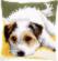 PN-0156600 Набор для вышивания крестом (подушка) Vervaco Dog wagging its tail "Маленькая собачка, машущая хвостиком". Catalog. Kits