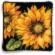 71-20083 Набор для вышивания подушки (гобелен) DIMENSIONS Dramatic Sunflower "Яркий подсолнух". Catalog. Kits