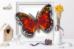 Б-004 Набор для вышивки бисером на прозрачной основе "3-D Бабочка Цетозия Библис". Catalog. Kits