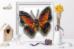 Б-026 Набор для вышивки бисером на прозрачной основе "3-D Бабочка Charaxes Lingha". Catalog. Kits