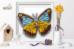 Б-036 Набор для вышивки бисером на прозрачной основе "3-D Бабочка Appias Lyncida Vasava". Catalog. Kits