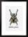 PN-0165400 Набор для вышивки крестом Vervaco Beige Beetle "Бежевый жук". Catalog. Kits