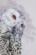 PN-0183826 Набор для вышивки крестом LanArte Snowy Owl "Полярная сова". Catalog. Kits