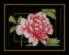 PN-0155749 Набор для вышивки Розовая роза, 33х24, аида 14, счетный крест LanArte. Catalog. Kits