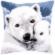 PN-0157960 Набор для вышивания крестом (подушка) Vervaco Polar bear "Полярный медведь". Catalog. Kits