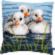 PN-0155206 Набор для вышивания крестом (подушка) Vervaco Ducklings in the water "Утята в воде". Catalog. Kits