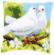 PN-0158106 Набор для вышивания крестом (подушка) Vervaco White pigeons "Белые голуби". Catalog. Kits
